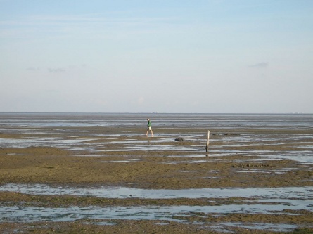 De Wadden